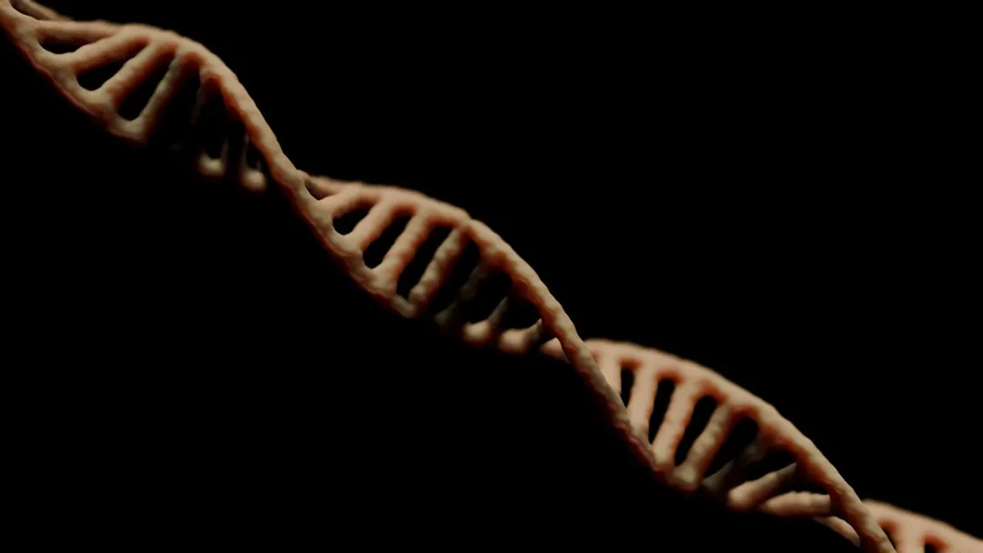 Um close de um modelo de célula humana