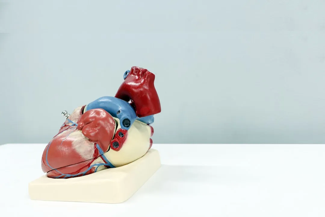 Um modelo de um coração humano em uma superfície branca