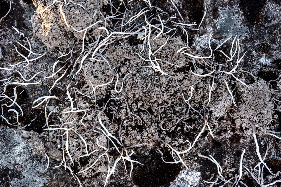 Um close de uma planta em uma pedra Um close de uma planta em uma pedra