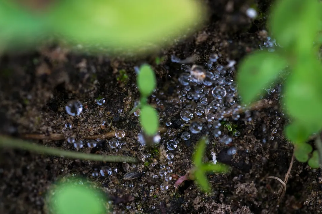 Um close de gotículas de água em uma planta Um close de gotículas de água em uma planta