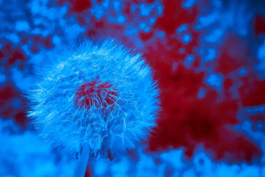 Um dente -de -leão azul na frente de um fundo vermelho