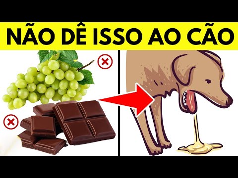 15 Alimentos COMUNS que podem matar seu cão